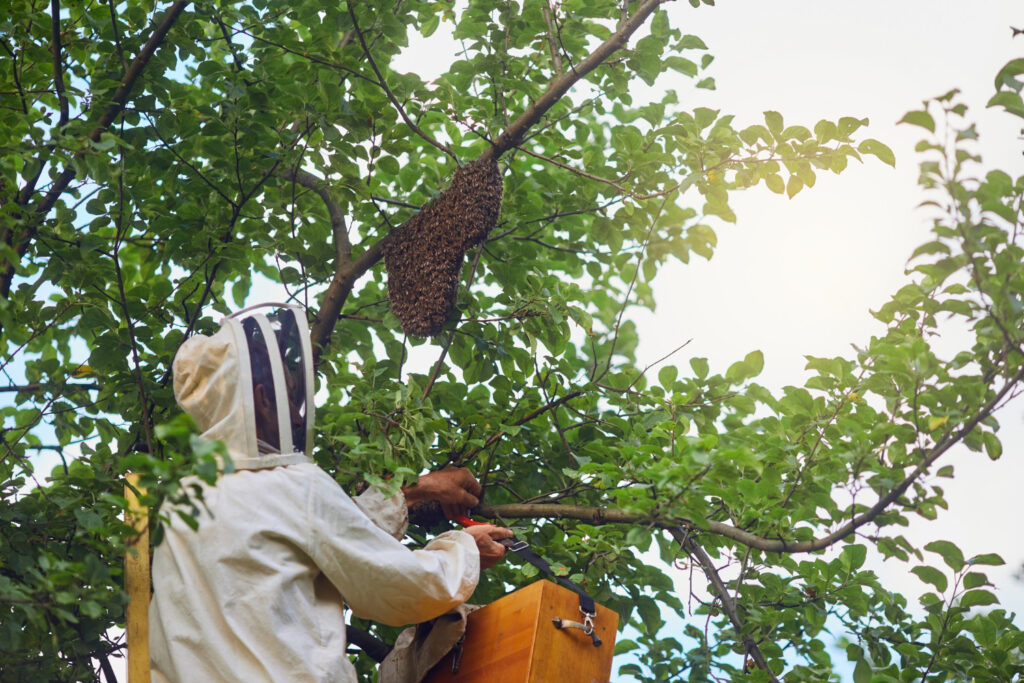 Equator-oman-Wasp-and-Bee-Control-solution